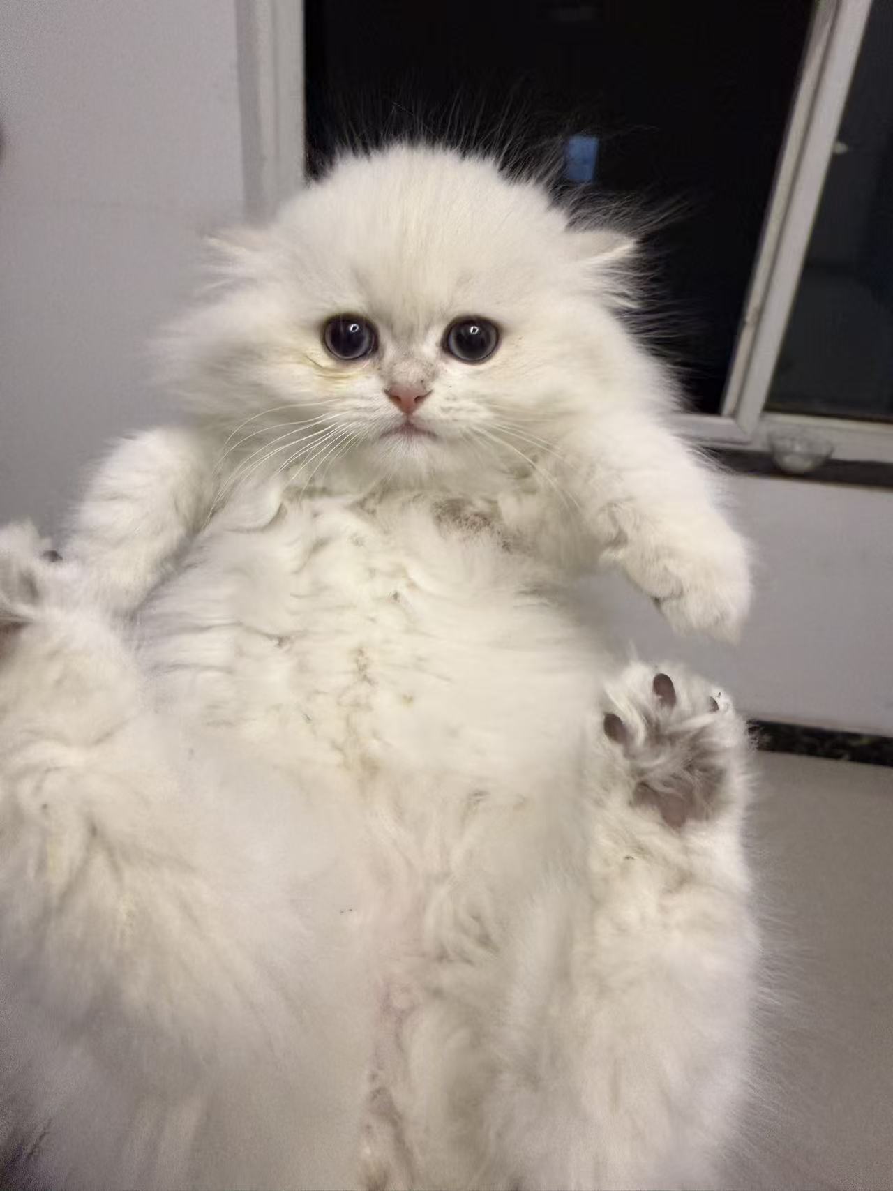 金点  性格好   血统纯正